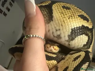 Boa Snake reptiles Male ball phyton - Advert 15