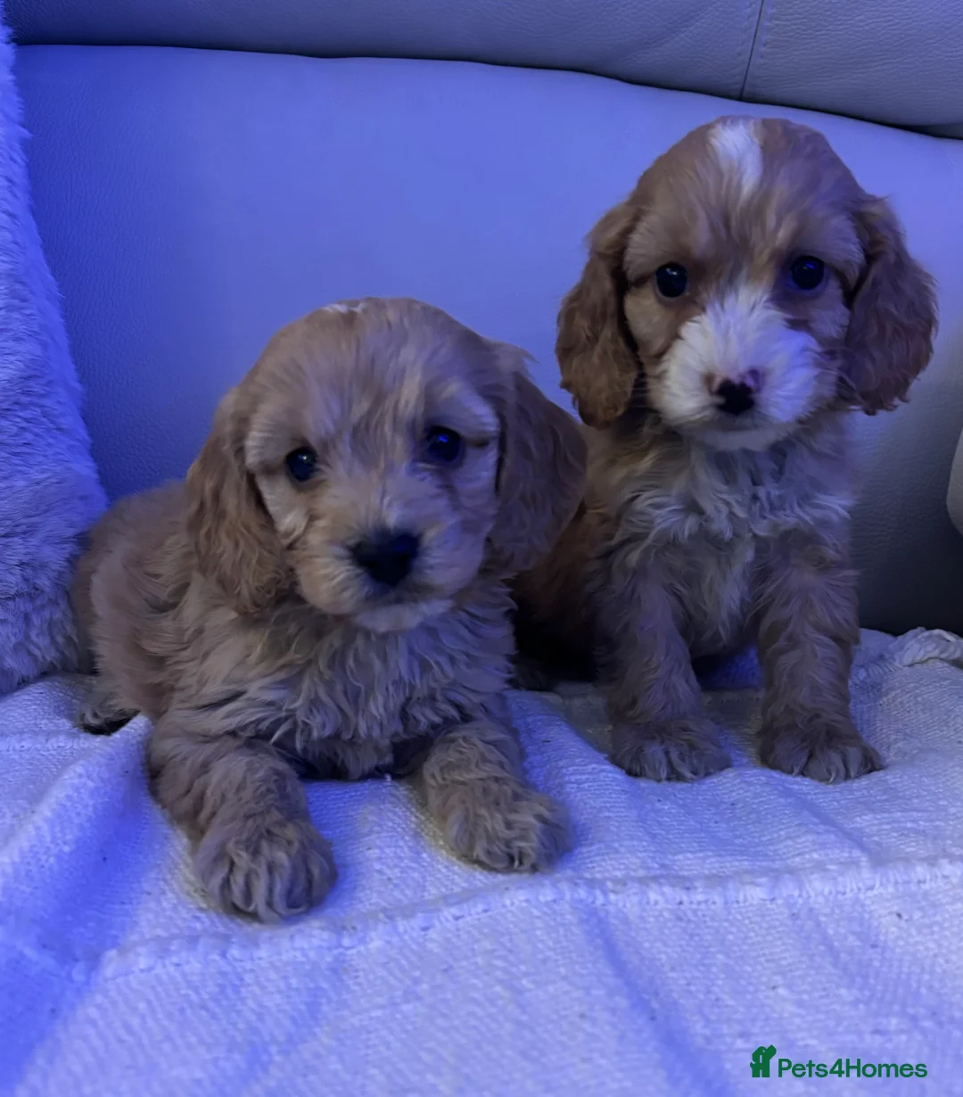 Cockapoo dogs for sale: 🐶🐶 cockerpoo puppies 🐶🐶 - Advert 13