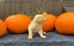 Labrador Retriever dogs for sale: stunning Lab Puppies Rare Colours & Family Raised - Image 27