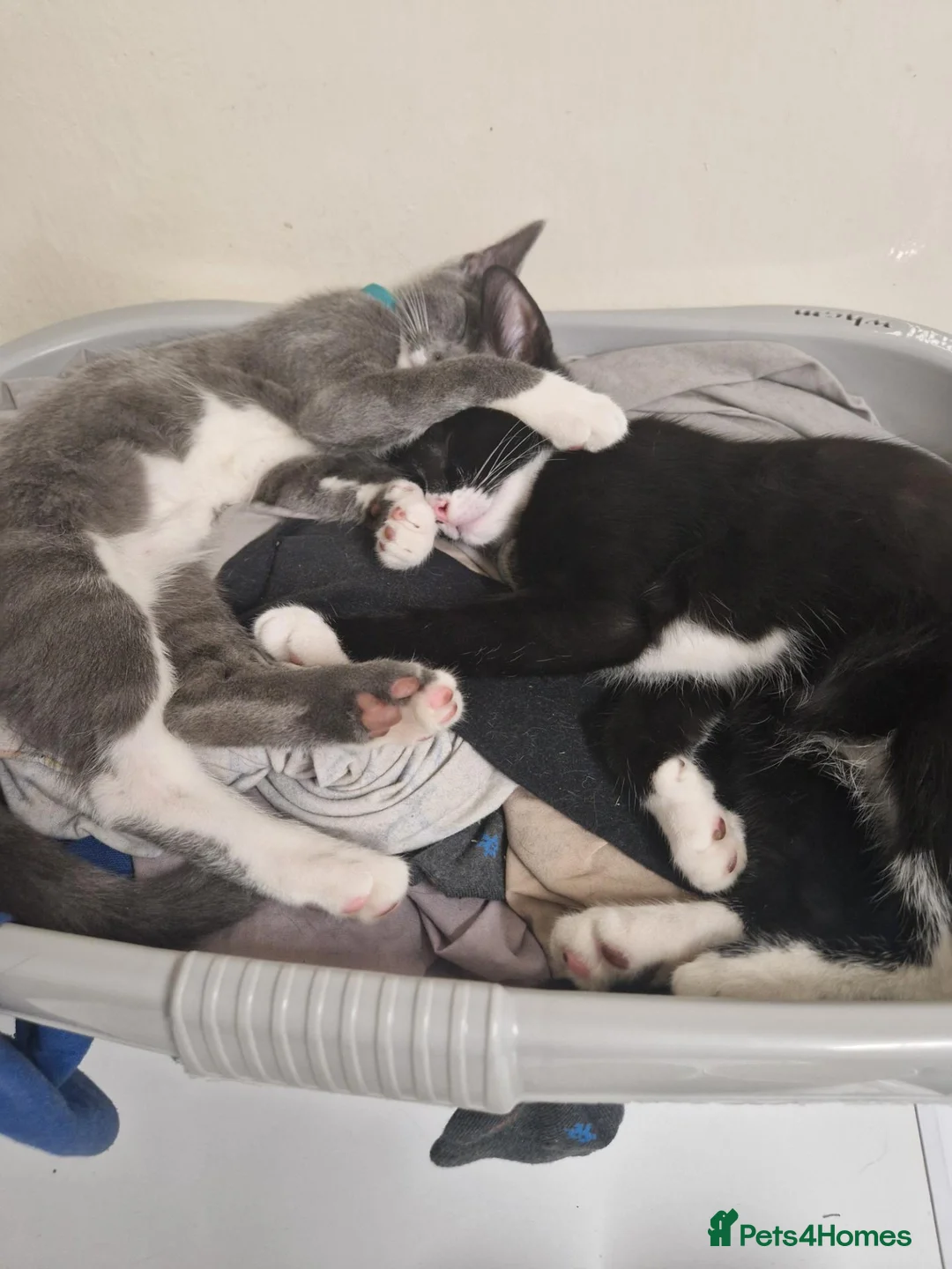 Mixed Breed cats for sale: Two male kittens both brother  - Advert 2