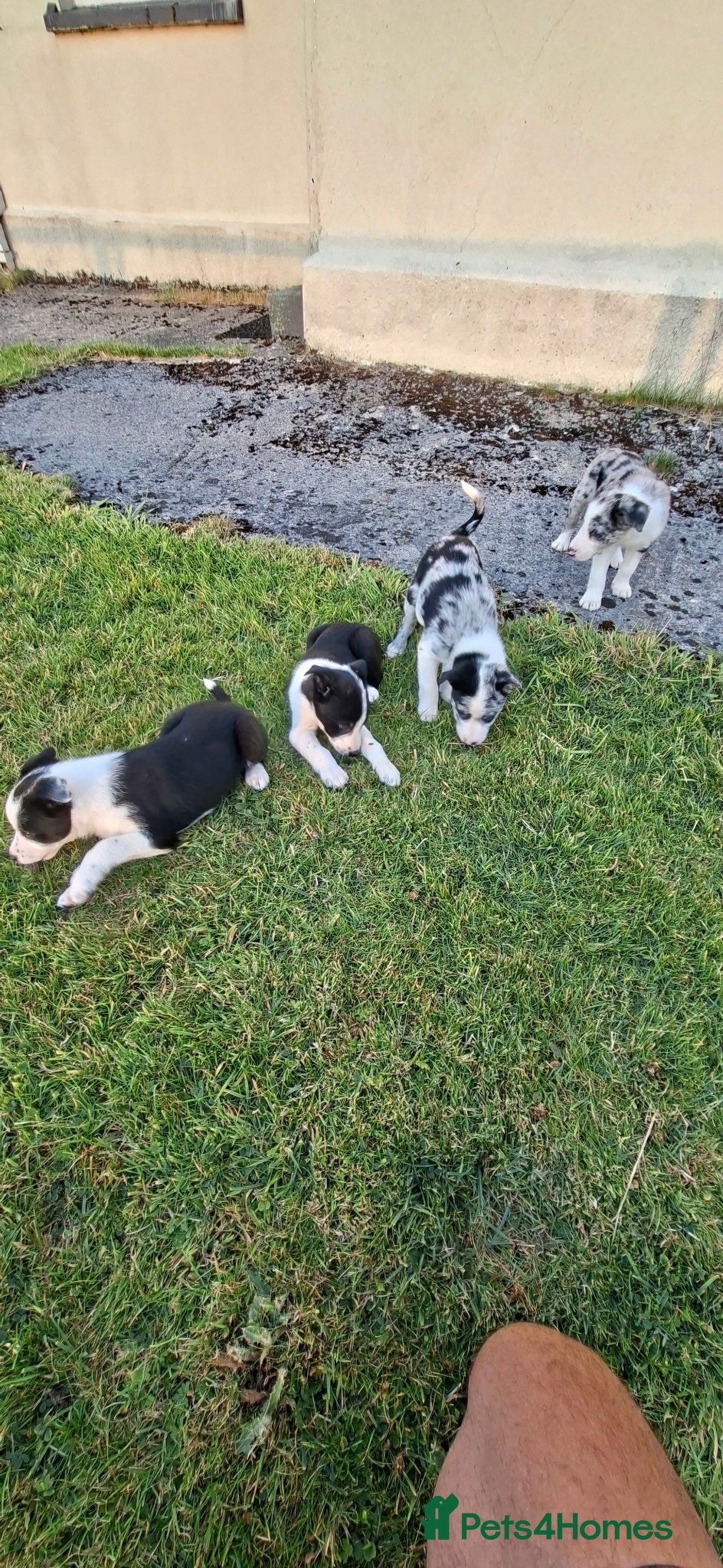 Border Collie dogs 4 gorgeous collie pups - Advert 12