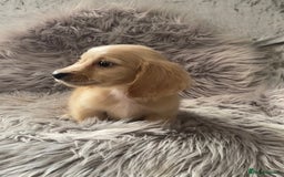 Dachshund dogs for sale: cream KC long haired miniature dachshunds for sale - Image 20