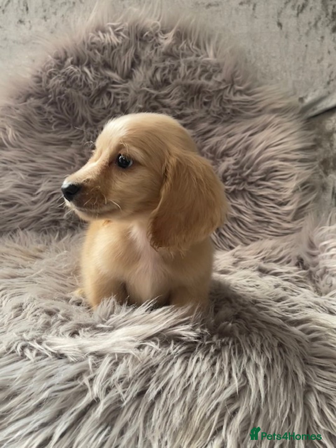 Dachshund dogs for sale: cream KC long haired miniature dachshunds for sale - Image 20