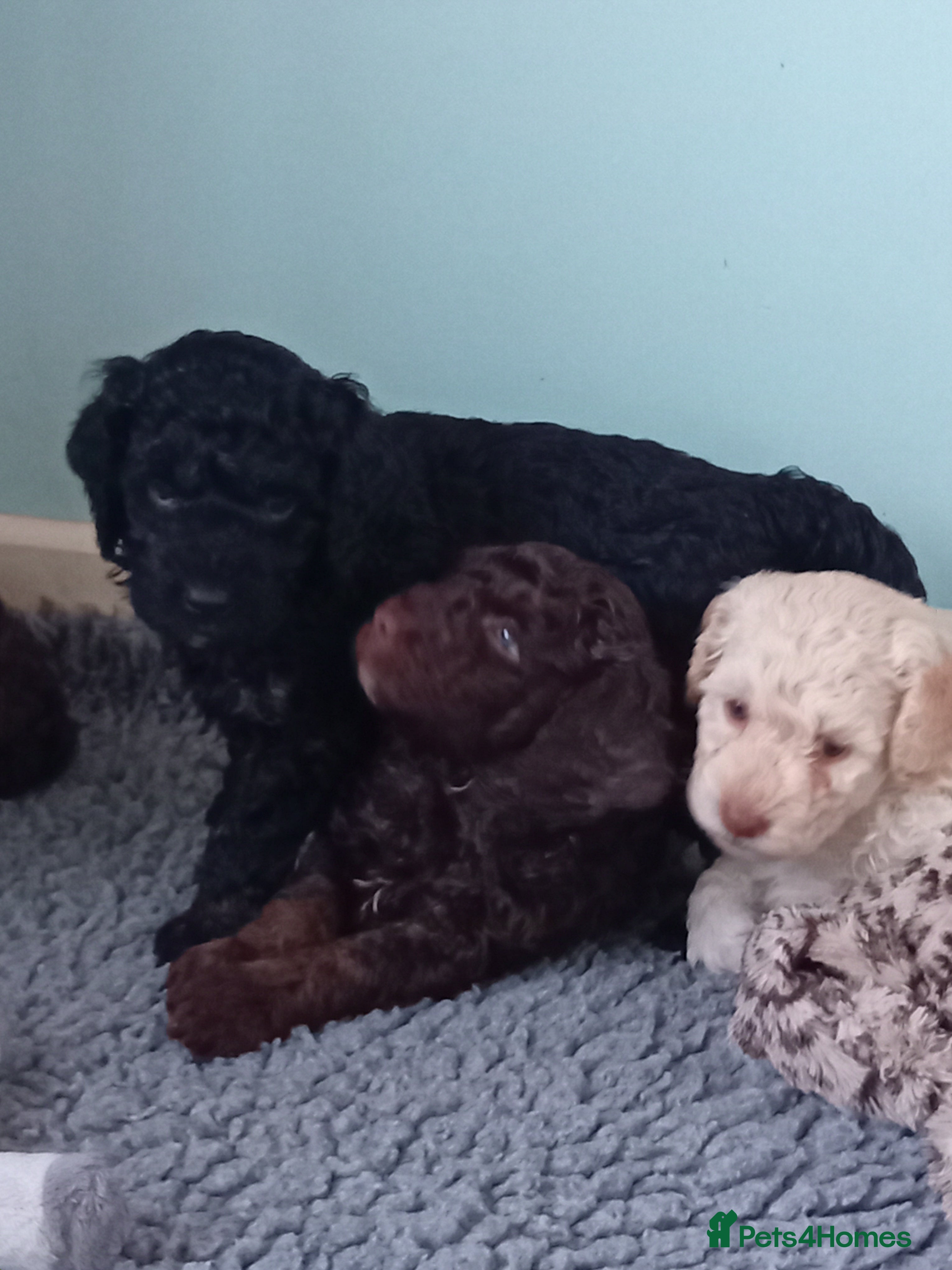 Mini Goldendoodle dogs Gorgeous Miniature Double Doodle puppies  - Advert 18