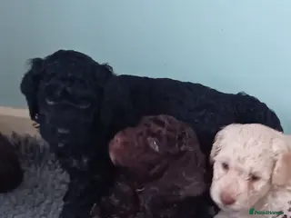 Mini Goldendoodle dogs Gorgeous Miniature Double Doodle puppies - Advert 18