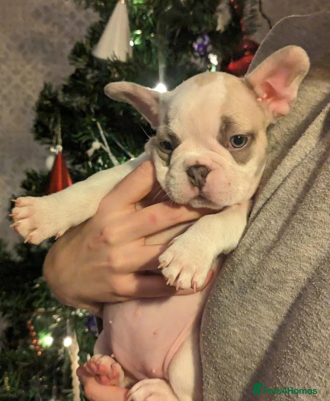 French Bulldog dogs for stud: NEW SHADE CHOC CARRYING FLUFFY!! in Motherwell - Advert 16
