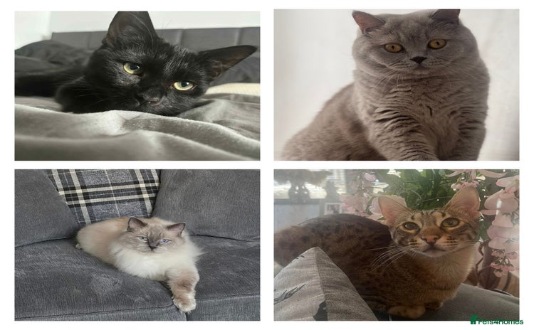 British Shorthair cats - Advert 6
