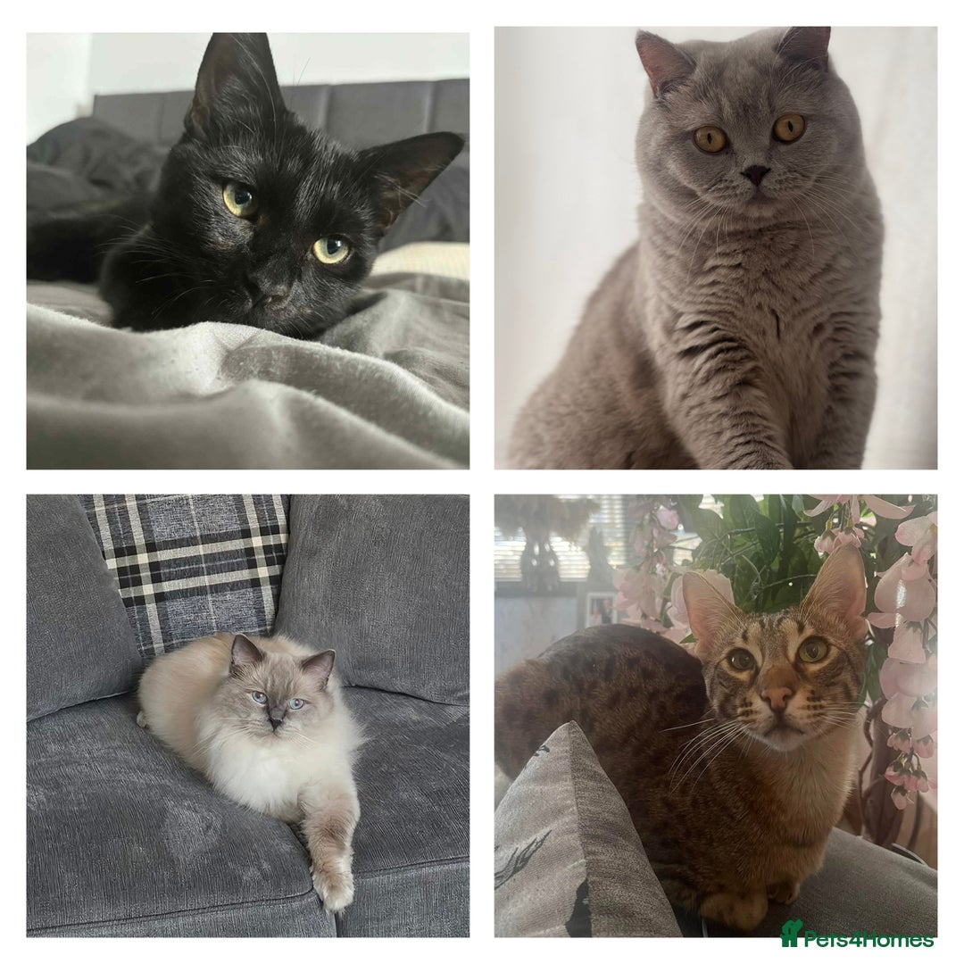 British Shorthair cats for sale: *** WANTED ***  - Image 1