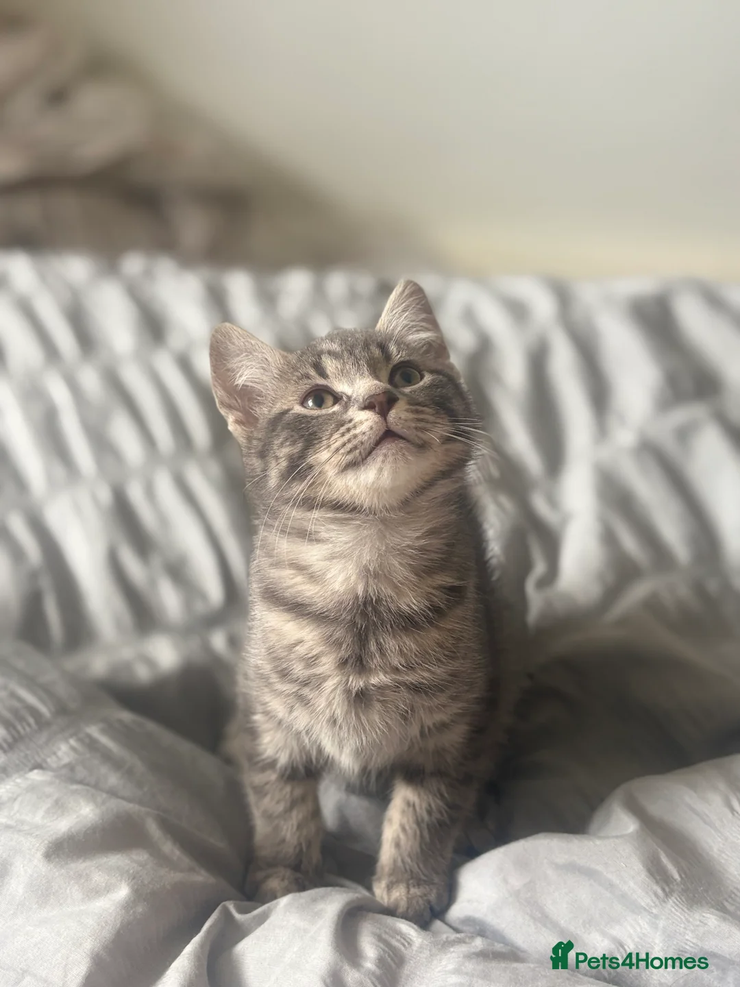 Mixed Breed cats for sale: Blue Siberian Maine coon - Advert 2