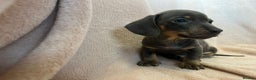 Miniature Dachshund dogs for sale: Miniature dachshunds (pink carriers)  - Advert 13