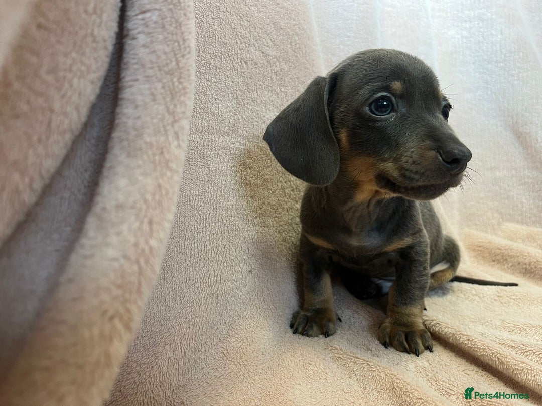 Miniature Dachshund dogs for sale: Miniature dachshunds (pink carriers)  - Advert 13