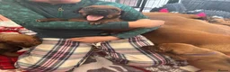 Rhodesian Ridgeback dogs for sale: Exceptionally Health Tested KC Ridgeback Puppies - Advert 3