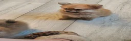 Pomeranian dogs for sale: 2 female pomeranian puppies - Advert 6