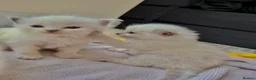Ragdoll cats for sale: Ragdoll kittens in Blackburn - Advert 6