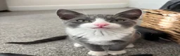 British Shorthair cats for sale: Oliver - Gorgeous Grey and White Male for sale  - Advert 7