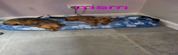Chiweenie dogs for sale: Chiweenie puppies - Advert 15