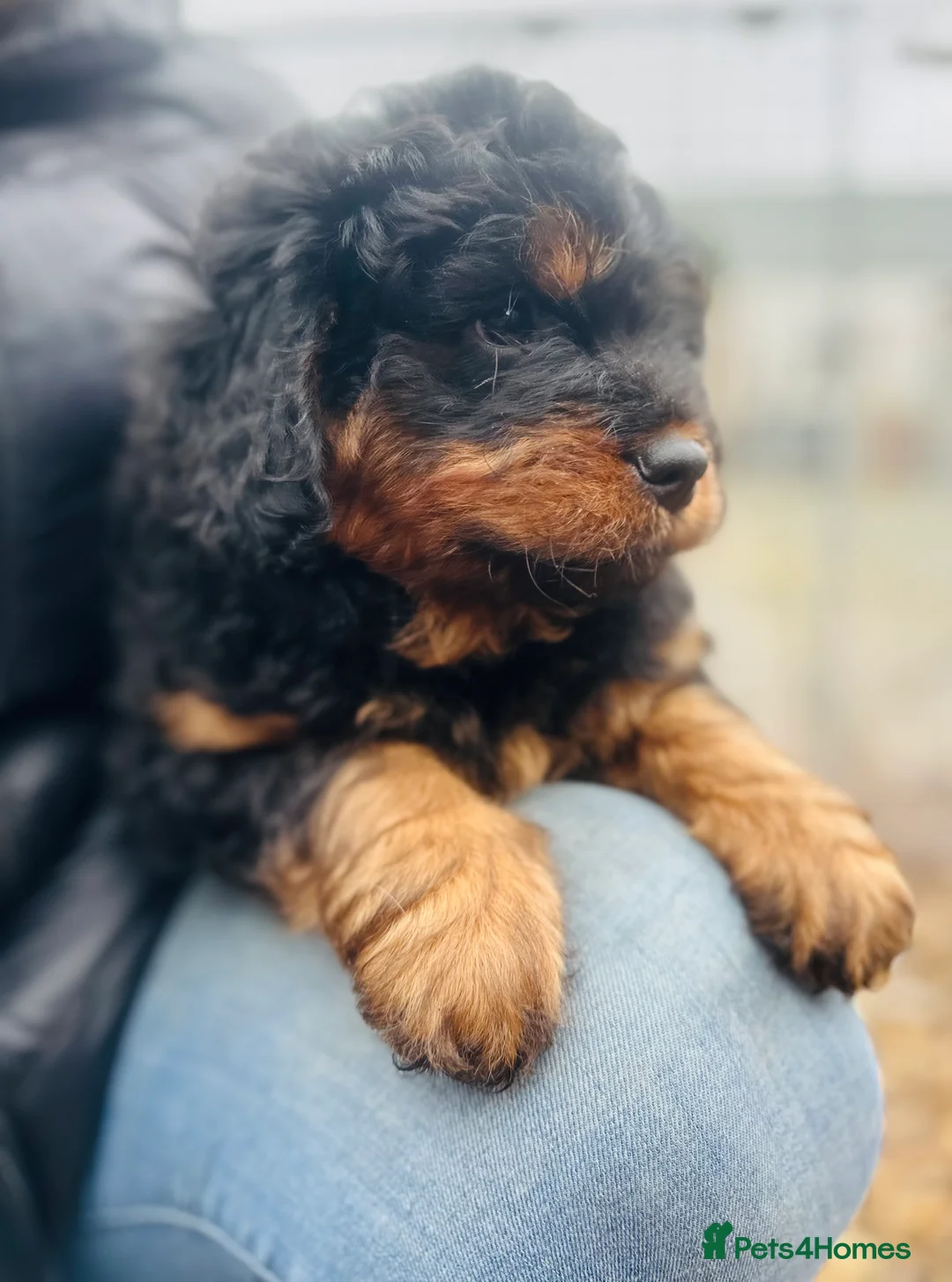 Mixed Breed dogs for sale: Wow real life teddy bears 🧸  - Advert 3
