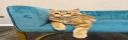 Maine Coon cats for sale: TICA Pedigree Registered Maine Coon Kittens - Advert 39
