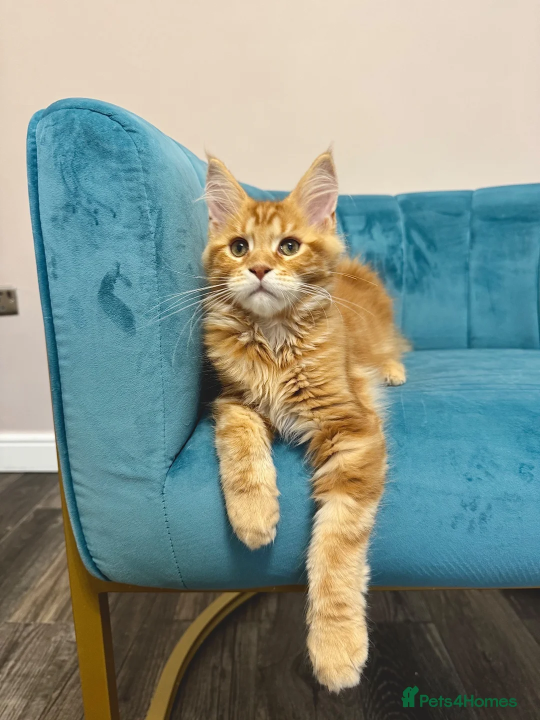 Maine Coon cats for sale: TICA Pedigree Registered Maine Coon Kittens - Advert 39