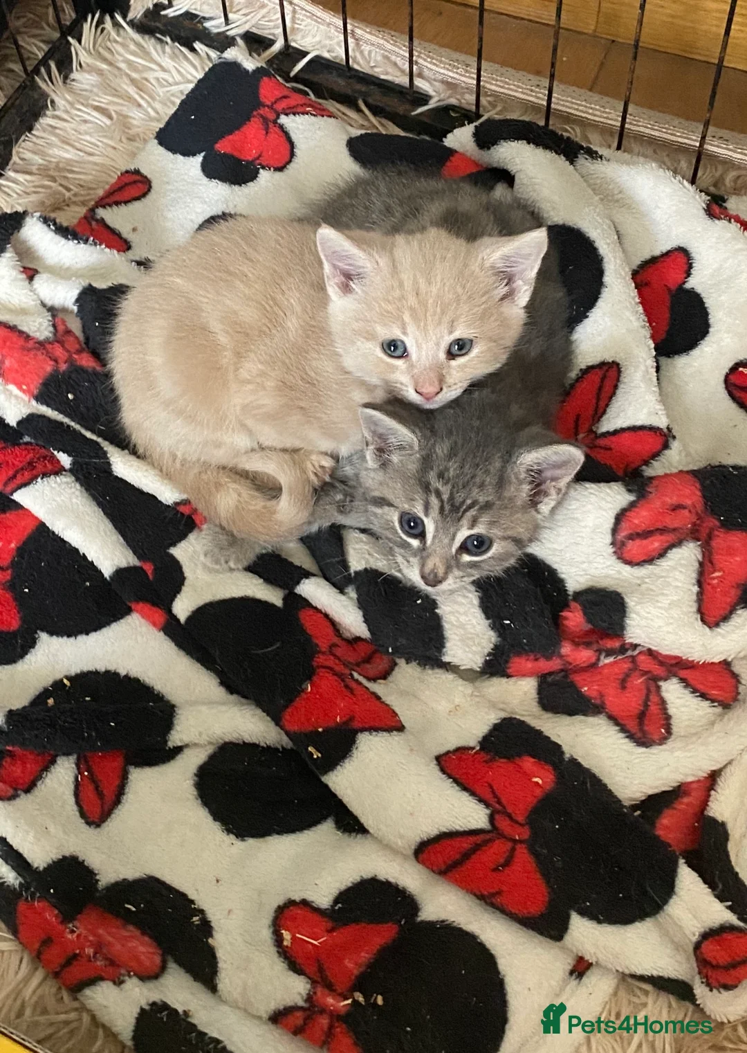 Mixed Breed cats for sale: Gorgeous part BSH kittens - Advert 9