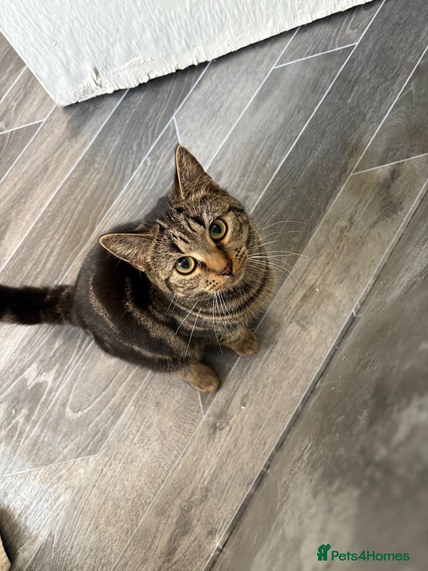 Domestic Shorthair cats Kittens  - Advert 11