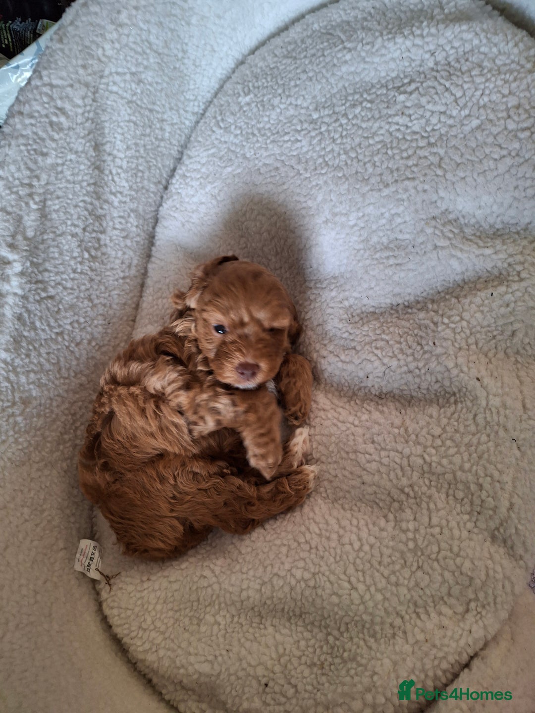 Cockapoo dogs for sale: Cockapoo - Image 1