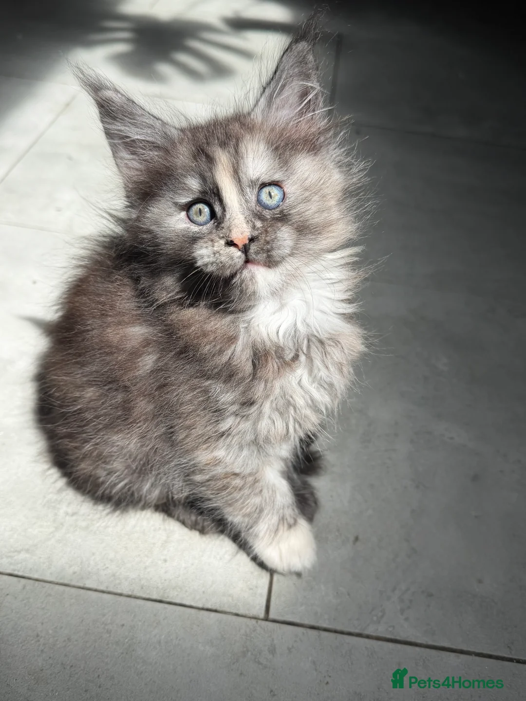 Maine Coon cats for sale: ❤️ Beautiful Maine Coon XL TICA Kittens ❤️ - Advert 2