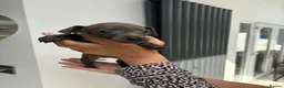 Italian Greyhound dogs for sale: Italian greyhound puppies - Advert 7