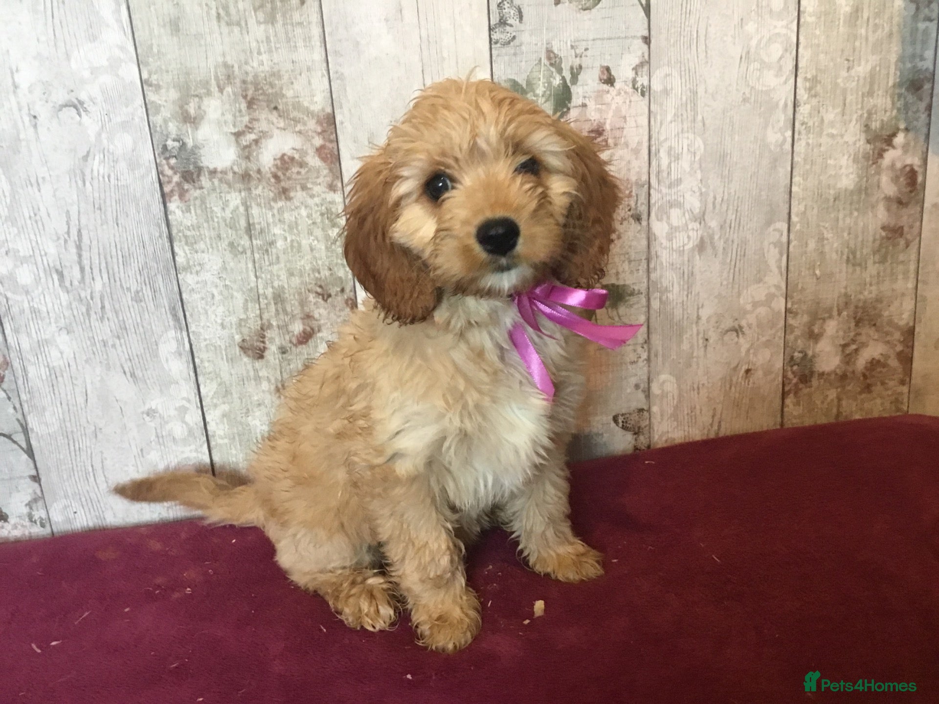 Mixed Breed dogs Adorable fluffball Cockalierpoo pups - Advert 2