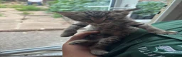 Mixed Breed cats for sale: Mixed litter of 4 kittens - Advert 4