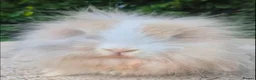 Angora rabbits for sale: Beautiful boy  - Advert 3