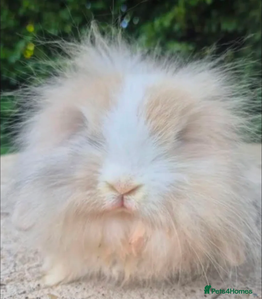 Angora rabbits for sale: Beautiful boy  - Advert 3