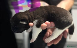 Akita dogs for sale: American Akita puppies 1 male 5 female  - Image 9
