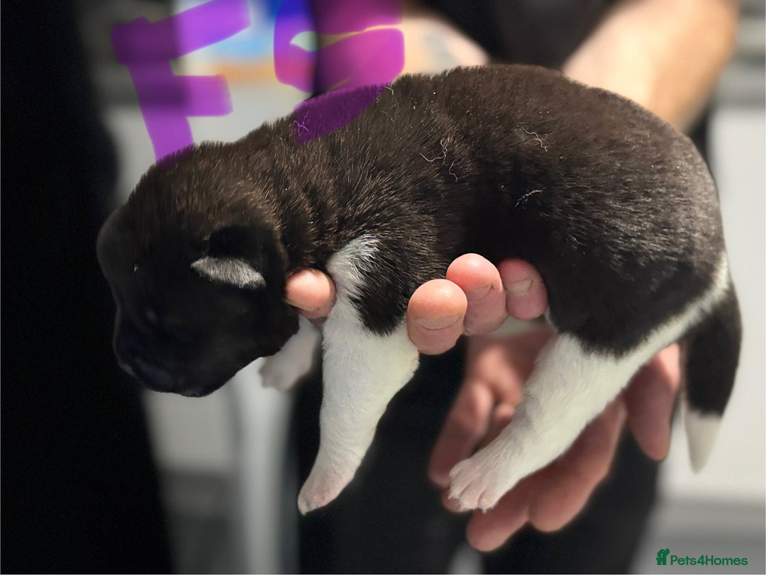 Akita dogs for sale: American Akita puppies 1 male 5 female  - Image 9