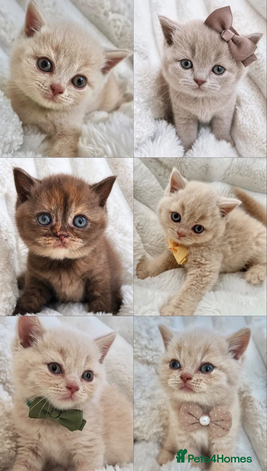 British Shorthair cats for sale: READY TO LEAVE GCCF Registered Kittens BSH - Advert 1