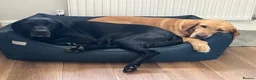 Labrador Retriever dogs for sale: KC REGISTERED FULLY HEALTH TESTED LABRADOR PUPPY in Market Harborough - Advert 13