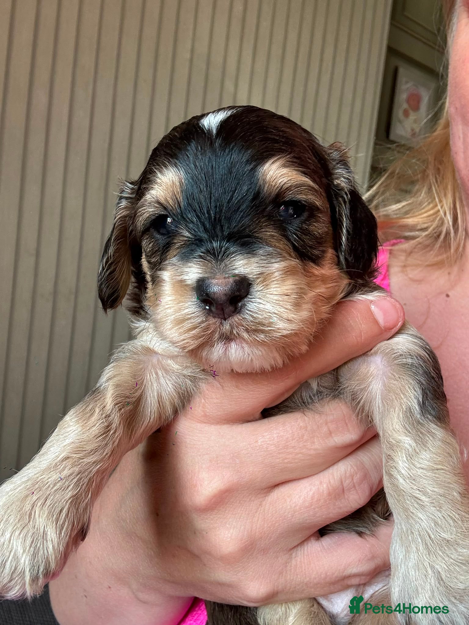 Mixed Breed dogs Toy poodle / Cockerpoos, Top quality  - Advert 16