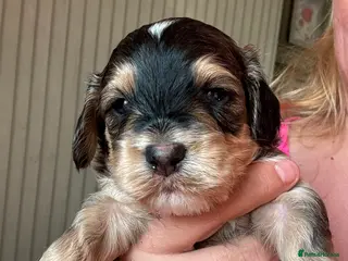 Mixed Breed dogs Toy poodle / Cockerpoos, Top quality - Advert 5