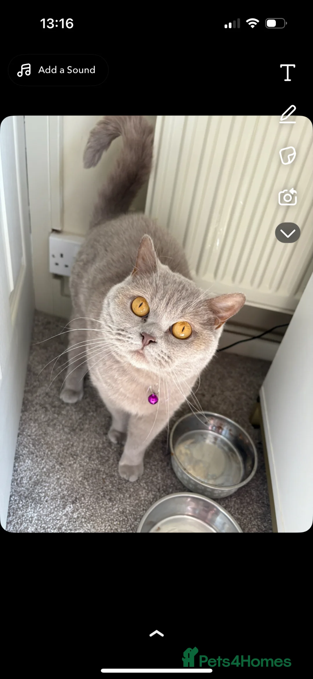 British Shorthair cats for sale: British shorthair kittens 🩷💙 - Advert 27