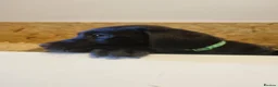 Labrador Retriever dogs for sale: Black Labrador’s in York - Advert 2