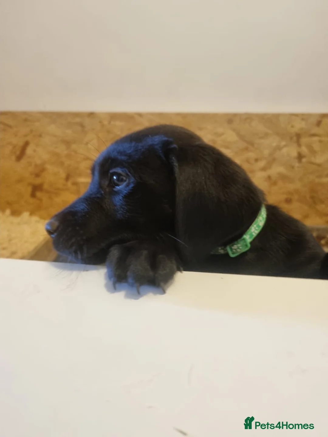 Labrador Retriever dogs for sale: Black Labrador’s in York - Advert 2