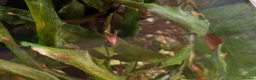Shrimps fish for sale: Red cherry shrimps 1 pound each collection only  - Advert 3