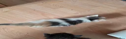 Maine Coon cats for sale: TICA REGISTERED STUNNING KITTENS  - Advert 31