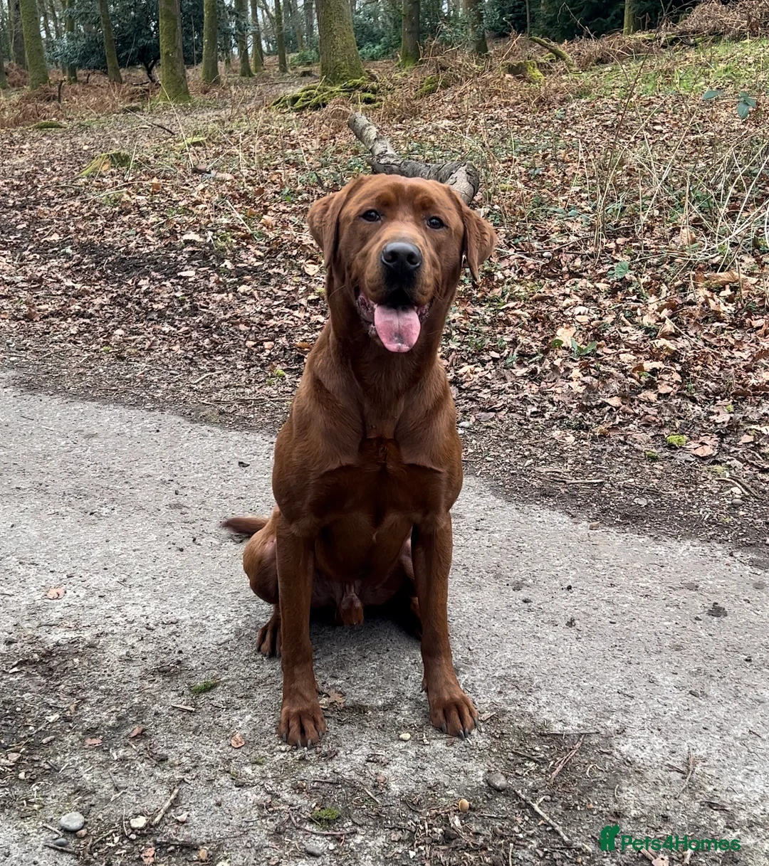 Labrador Retriever dogs for stud: AGLABS ICON - HEALTH TESTED DARKEST FOX RED in Grantham - Advert 10