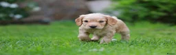 Cocker Spaniel dogs for sale: Gorgeous Working Cocker Spaniel Pups  - Advert 32