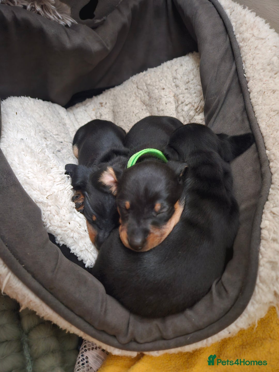 Miniature Dachshund dogs for sale: Miniature dachshund male puppies - Advert 26