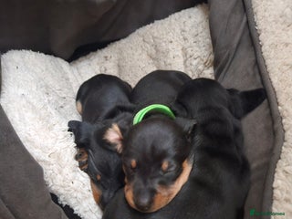 Miniature Dachshund dogs Miniature dachshund male puppies - Advert 7