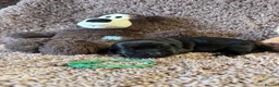 Labrador Retriever dogs for sale: 🐾7 Stunning Labrador Puppy’s 👀 🏡 🐾 - Advert 16