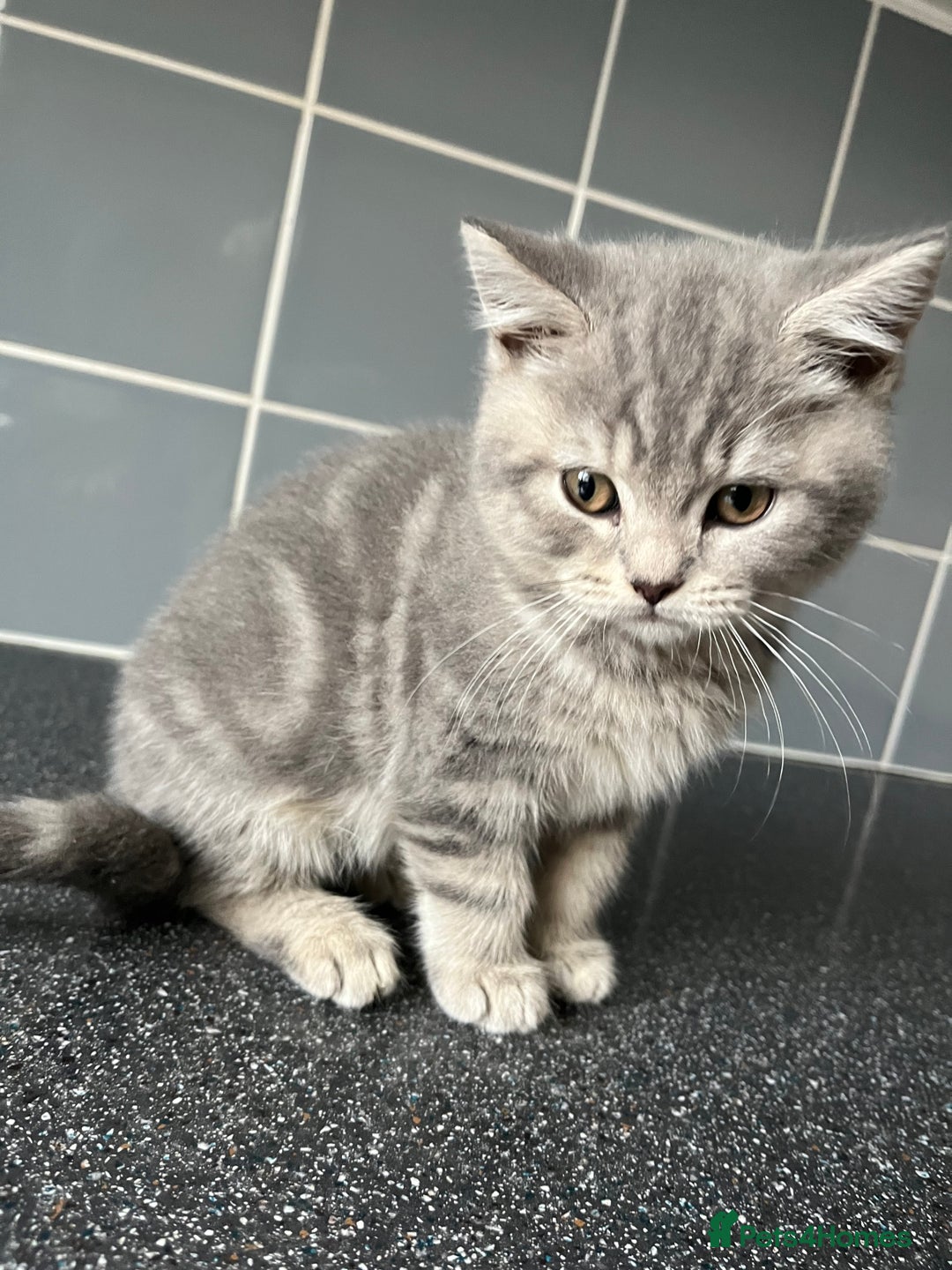 British Shorthair cats for sale: One male and one female remain - Advert 18