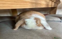 Mini Lop rabbits for sale: Gorgeous mini lop girl  - Image 2